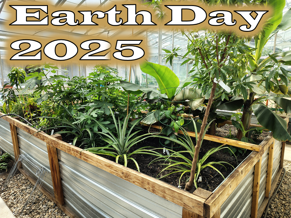  Plants located in the greenhouse of horticulture program 